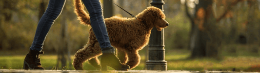 The perfect dog-walking companion! - Posh Boutique